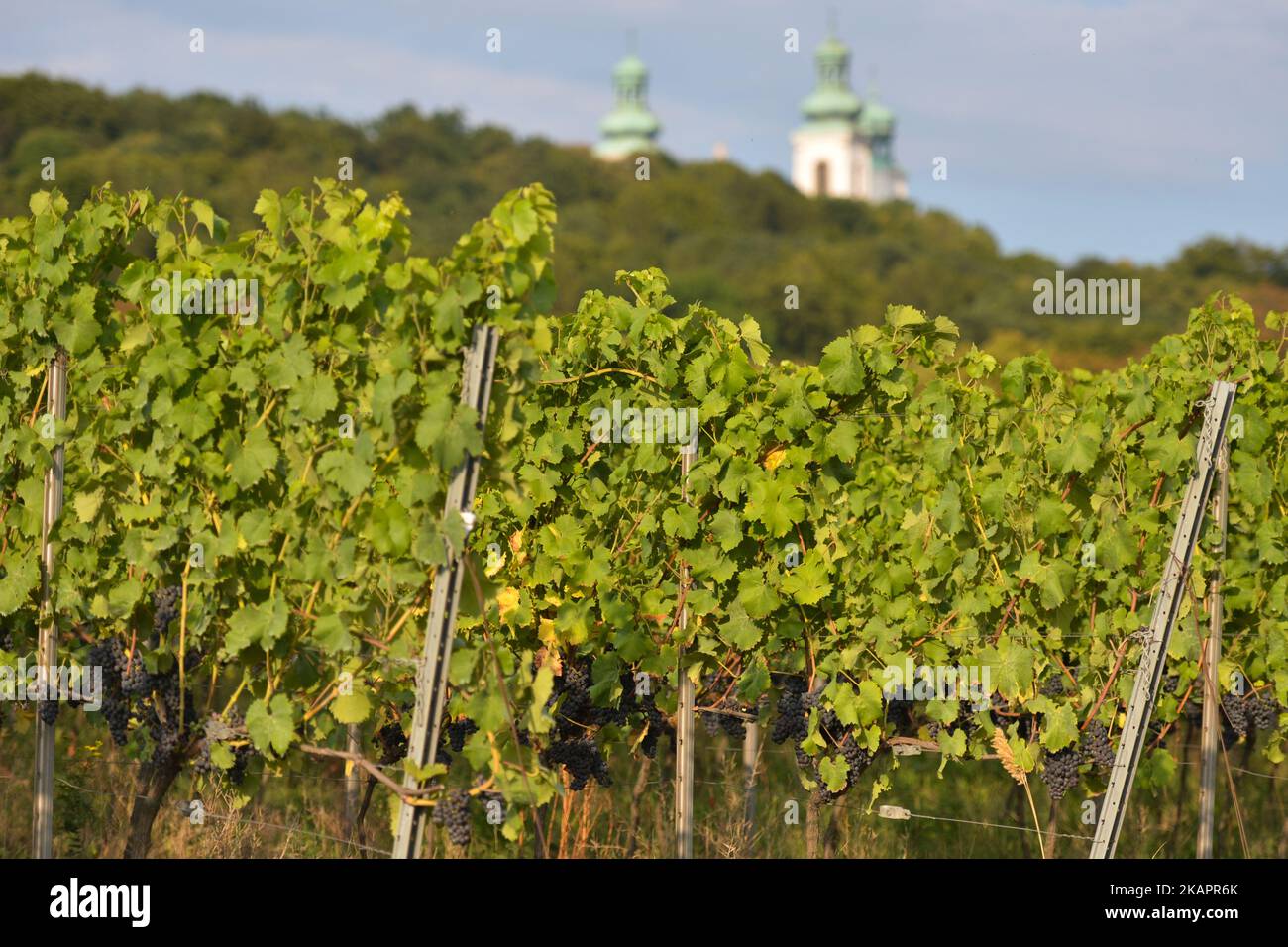 Ein Blick auf den Weinberg Srebrna Gora malerisch gelegen im Weichseltal am Fuße des Kamaldulenser-Klosters in Bielany. Es ist einer der größten Weinberge in Polen und umfasst eine Fläche von 28 Hektar. Am Freitag, den 25. August 2017, in Bielany, Krakau, Polen. (Foto von Artur Widak/NurPhoto) Stockfoto