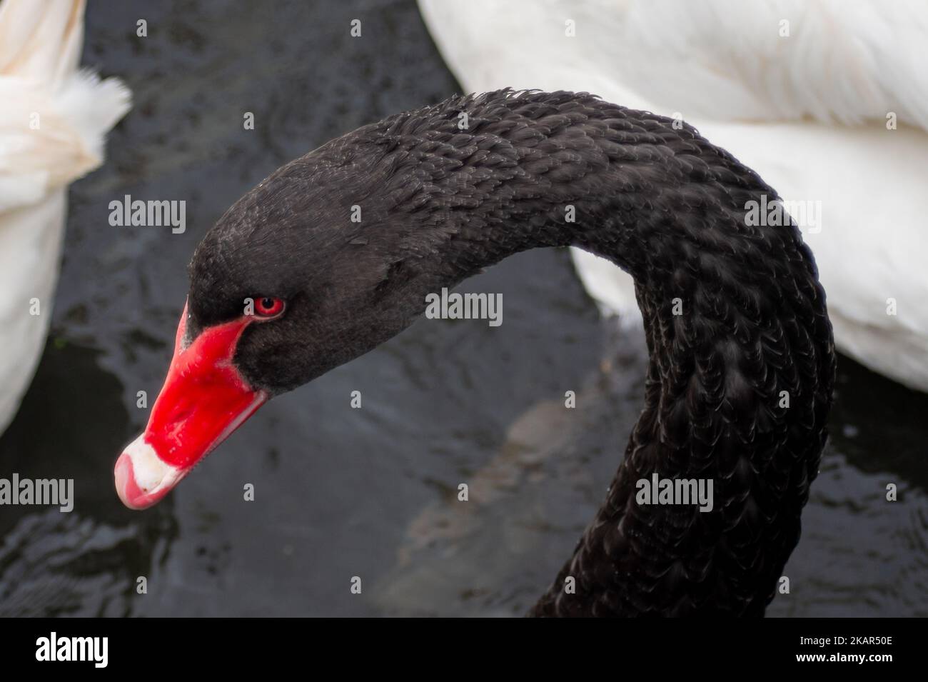 Windsor, Großbritannien. 3.. November 2022. Schwäne, Gänse, Enten, Möwen und Tauben auf und an der Themse in Windsor in der Hoffnung, von Passanten gefüttert zu werden. Zum gegenwärtigen Zeitpunkt hat der Ausbruch der Vogelgrippe Windsor noch nicht erreicht. Die Zahl der Schwäne an der Themse in Windsor ist zurückgegangen, da traurigerweise eine Reihe der Schwäne und Cygnets aus dem letzten Jahr Anfang dieses Jahres nach dem damaligen Ausbruch der Vogelgrippe verstarb. Am Montag, den 7.. November 2022, wird eine nationale Wohnungsordnung eingeführt, die es den Vogelbeobachtern und Landwirten als gesetzliche Verpflichtung einführt, ihre Herden wie Hühner und Truthähne zu beherbergen, um die zu stoppen Stockfoto