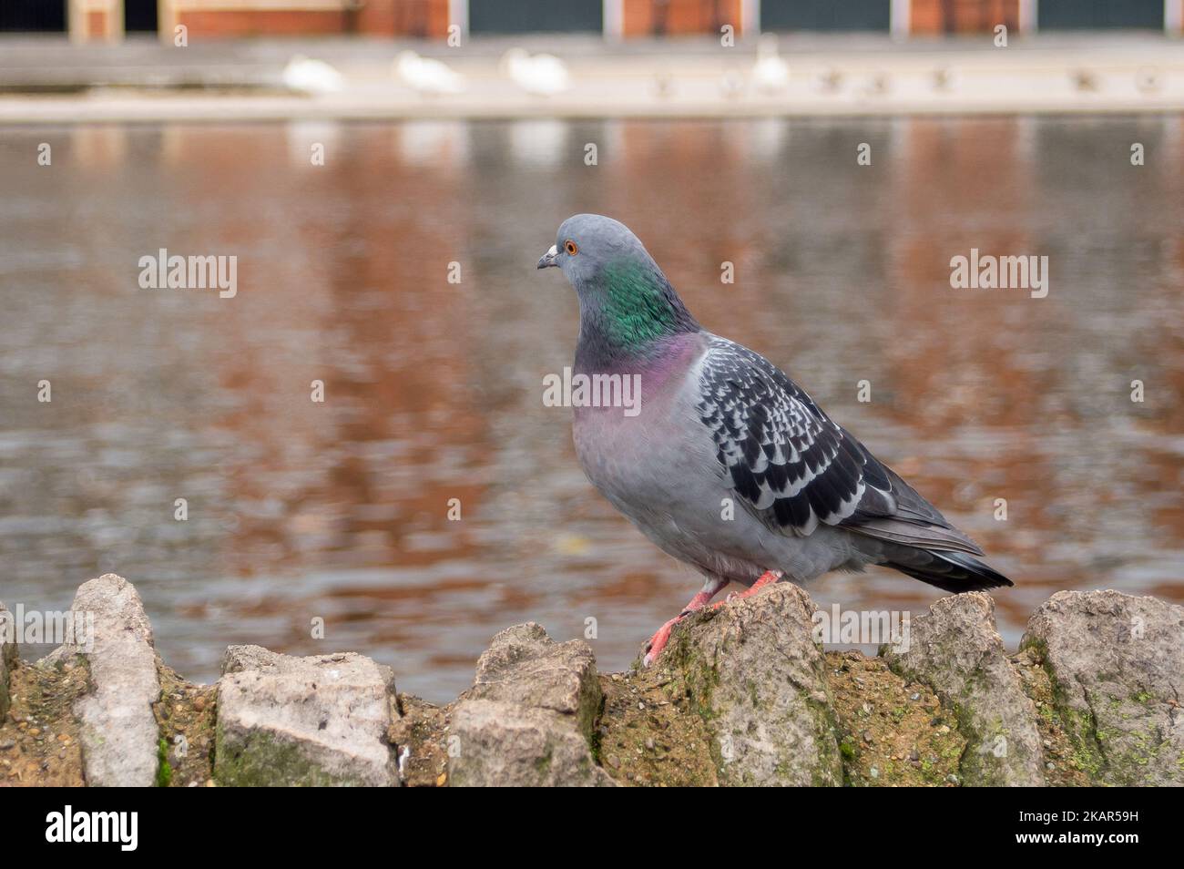 Windsor, Großbritannien. 3.. November 2022. Schwäne, Gänse, Enten, Möwen und Tauben auf und an der Themse in Windsor in der Hoffnung, von Passanten gefüttert zu werden. Zum gegenwärtigen Zeitpunkt hat der Ausbruch der Vogelgrippe Windsor noch nicht erreicht. Die Zahl der Schwäne an der Themse in Windsor ist zurückgegangen, da traurigerweise eine Reihe der Schwäne und Cygnets aus dem letzten Jahr Anfang dieses Jahres nach dem damaligen Ausbruch der Vogelgrippe verstarb. Am Montag, den 7.. November 2022, wird eine nationale Wohnungsordnung eingeführt, die es den Vogelbeobachtern und Landwirten als gesetzliche Verpflichtung einführt, ihre Herden wie Hühner und Truthähne zu beherbergen, um die zu stoppen Stockfoto