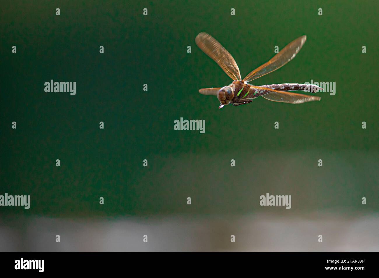 Fliegende Libelle in der Luft (Odenata). Ein Insekt aus Norwegen. Sieht aus wie ein Hubschrauber. Das Insekt fliegt nahe am Wasser und legt die Eier ab. Stockfoto