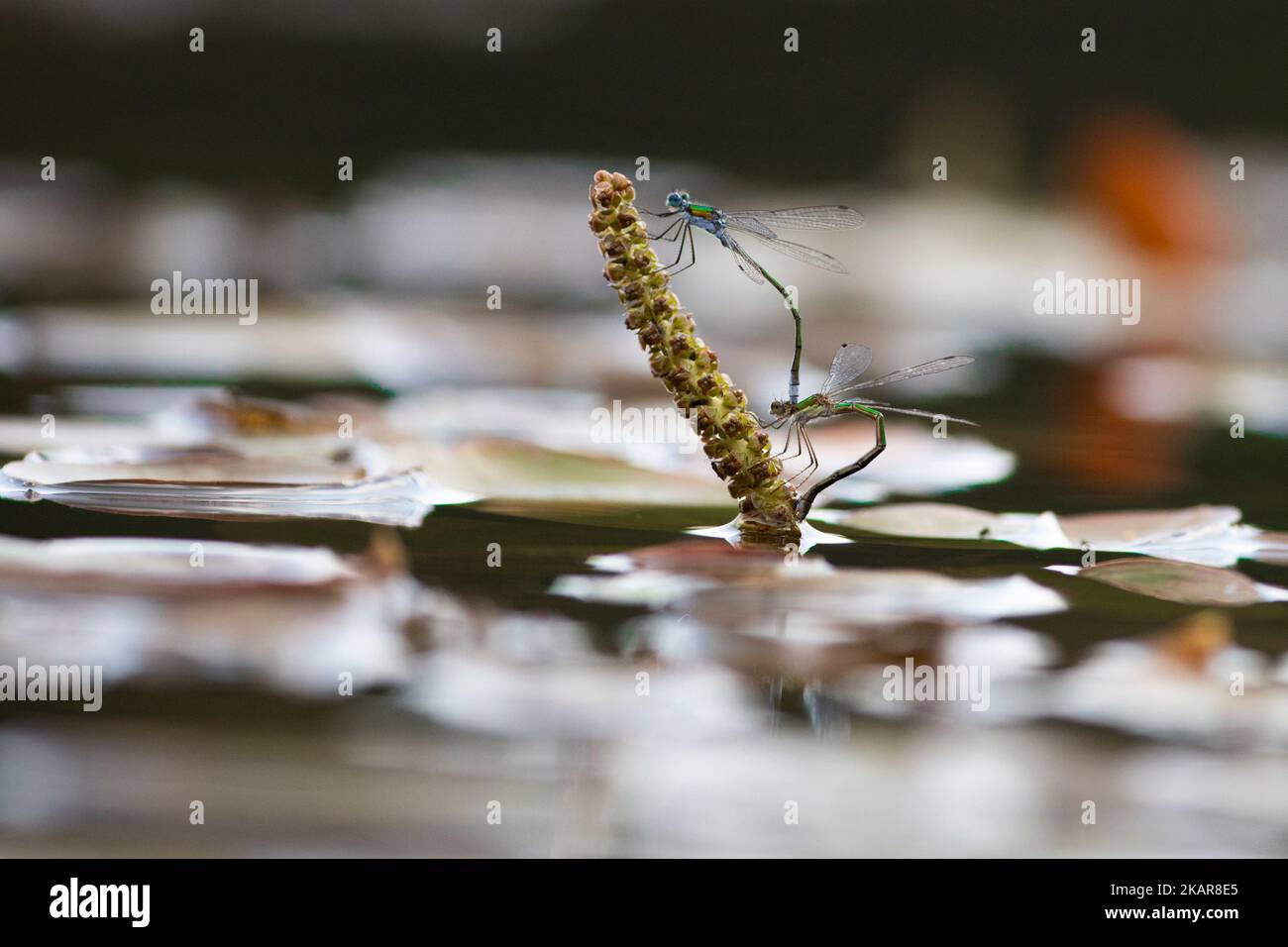 Libelle (Odenata) sitzt auf einem Blatt. Ein Insekt aus Norwegen. Sieht aus wie ein Hubschrauber. Das Insekt fliegt nahe am Wasser und legt die Eier ab. Stockfoto