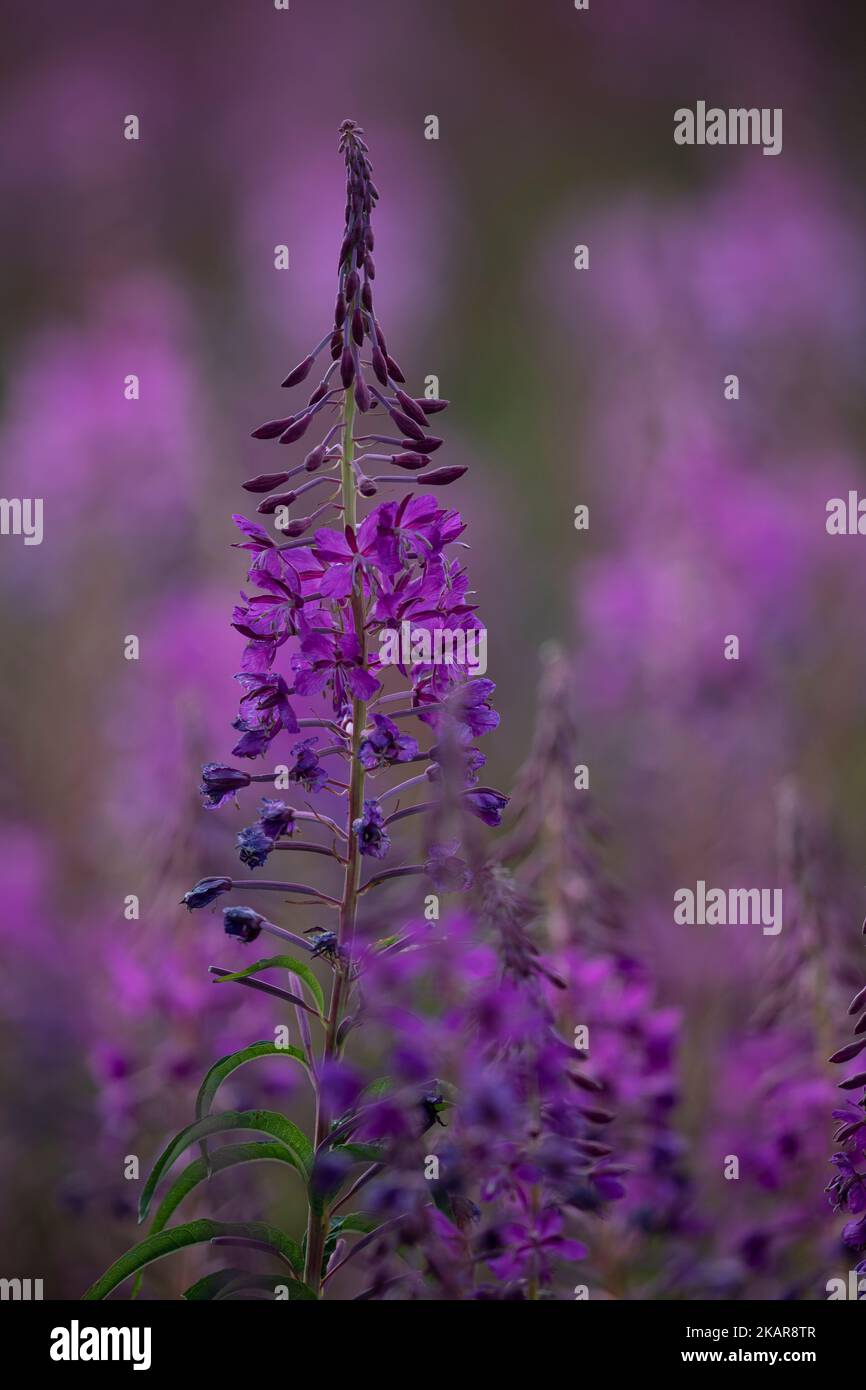 Purple Firewood (Chamaenerion angustifolium) ist eine essbare Blume aus Norwegen. Farbenfrohe und schöne Blumen im Sommer. Du kannst die ganze Pflanze essen Stockfoto