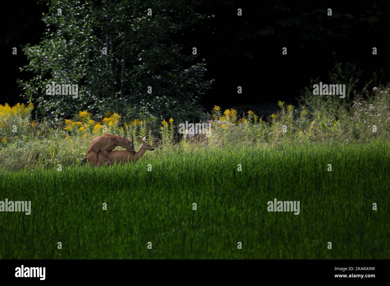 Hirschpaare in norwegischer Natur Stockfoto