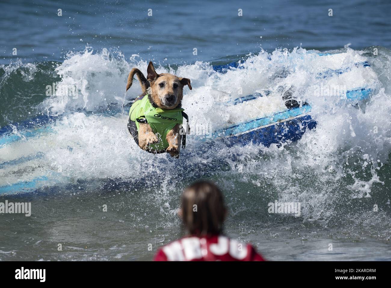 Am 23. September 2017 löscht ein Hund während des Surf City Surf Dog Wettbewerbs in Huntington Beach, Kalifornien, aus. Über 40 Hunde aus den USA, Brasilien und Kanada nahmen an dem jährlichen Surf City Surf Dog Competition Teil, bei dem Hunde alleine oder im Tandem mit ihren Menschen surfte.(Foto: Ronen Tivony) (Foto: Ronen Tivony/NurPhoto) Stockfoto