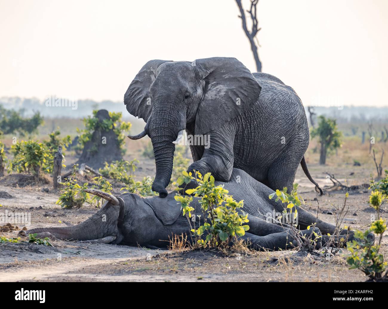 Toter Elefant, Loxodonta africana - ein erwachsener Elefant, der einen toten afrikanischen Elefanten trauert, Okavango Delta Botswana Africa. Das Verhalten der Tiere Stockfoto