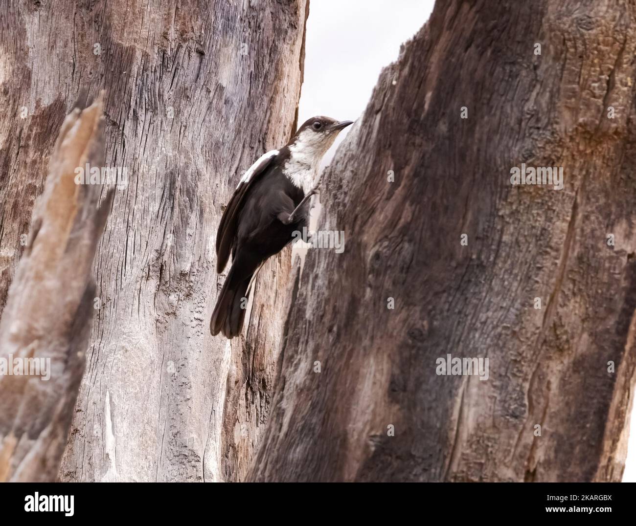 Arnot's Chat, Myrmecocichla Arnotti, ein erwachsener Vogel in einem Baum, Okavango Delta, Botswana Afrika Stockfoto