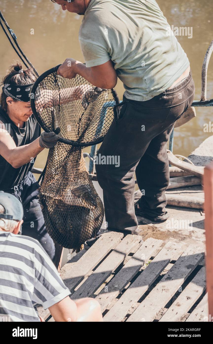 Fischer bekommen viele Karpfenfische im großen Netz an Land Stockfoto