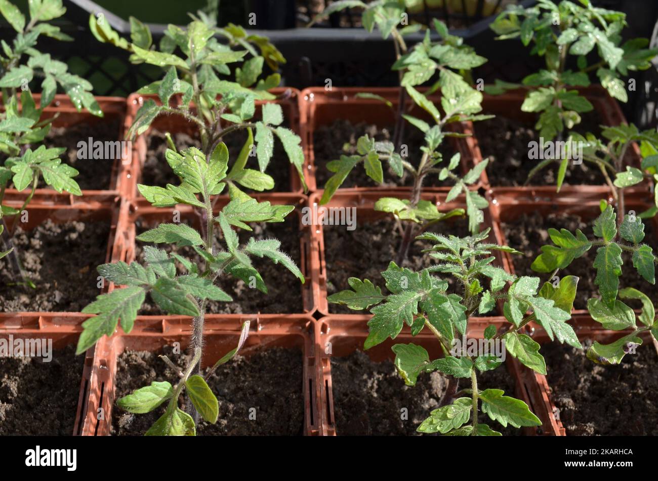 Tomatensämlinge in quadratischen Schalen. Konzept des Anbaus Ihrer eigenen Bio-Lebensmittel. Stockfoto