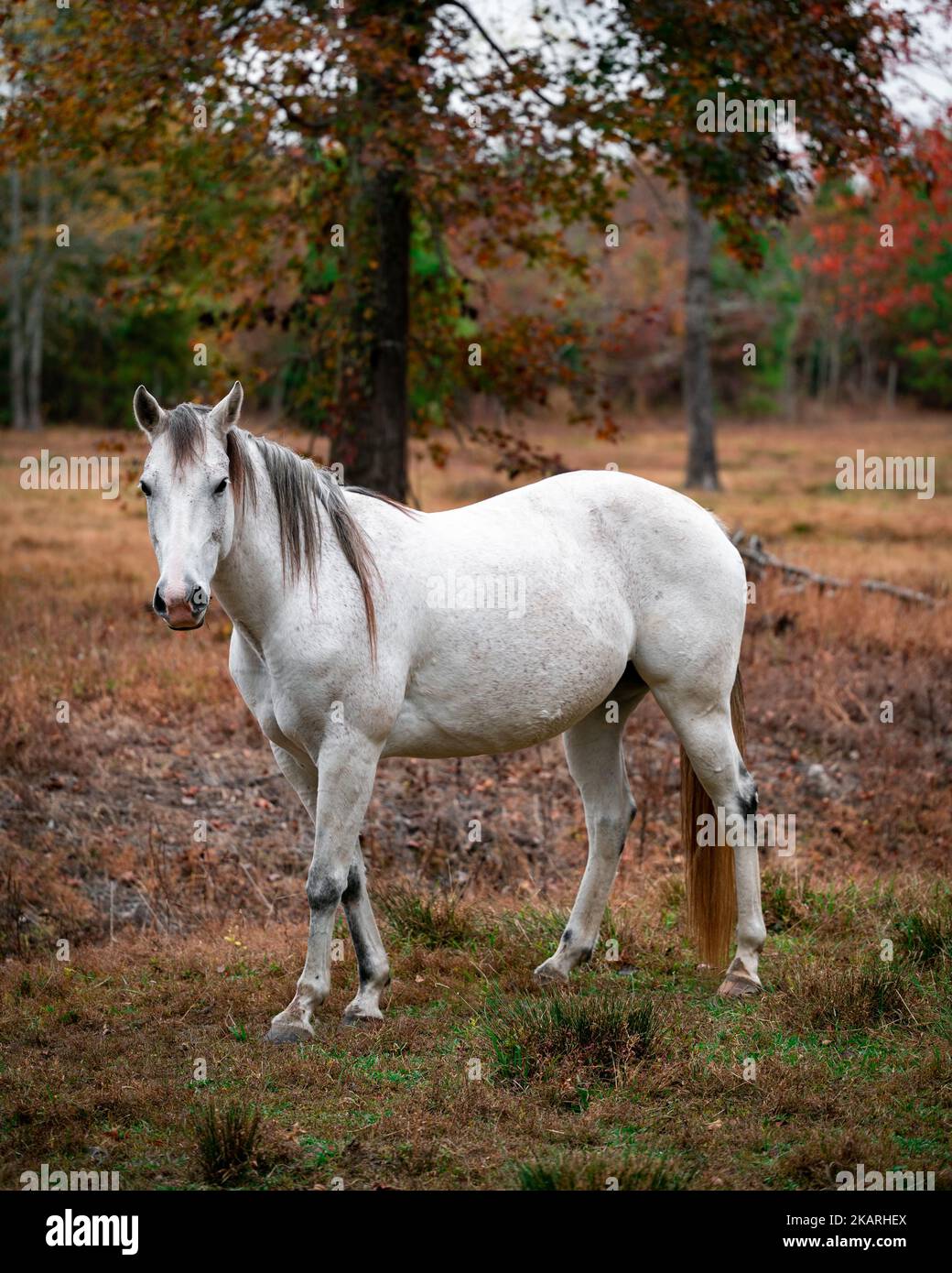 Ein weißes Pferd, das an einem Herbstnachmittag auf einer ländlichen Farm in Virginia steht Stockfoto