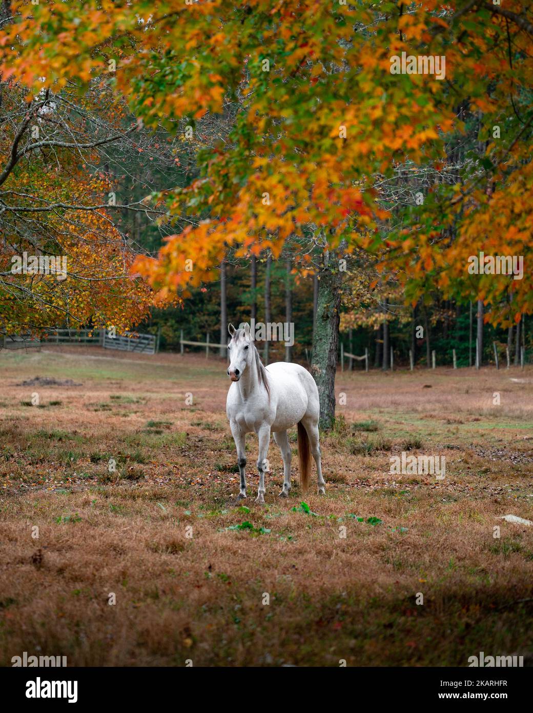 Ein weißes Pferd, das unter einem Baum auf einer ländlichen Farm in Virginia steht Stockfoto