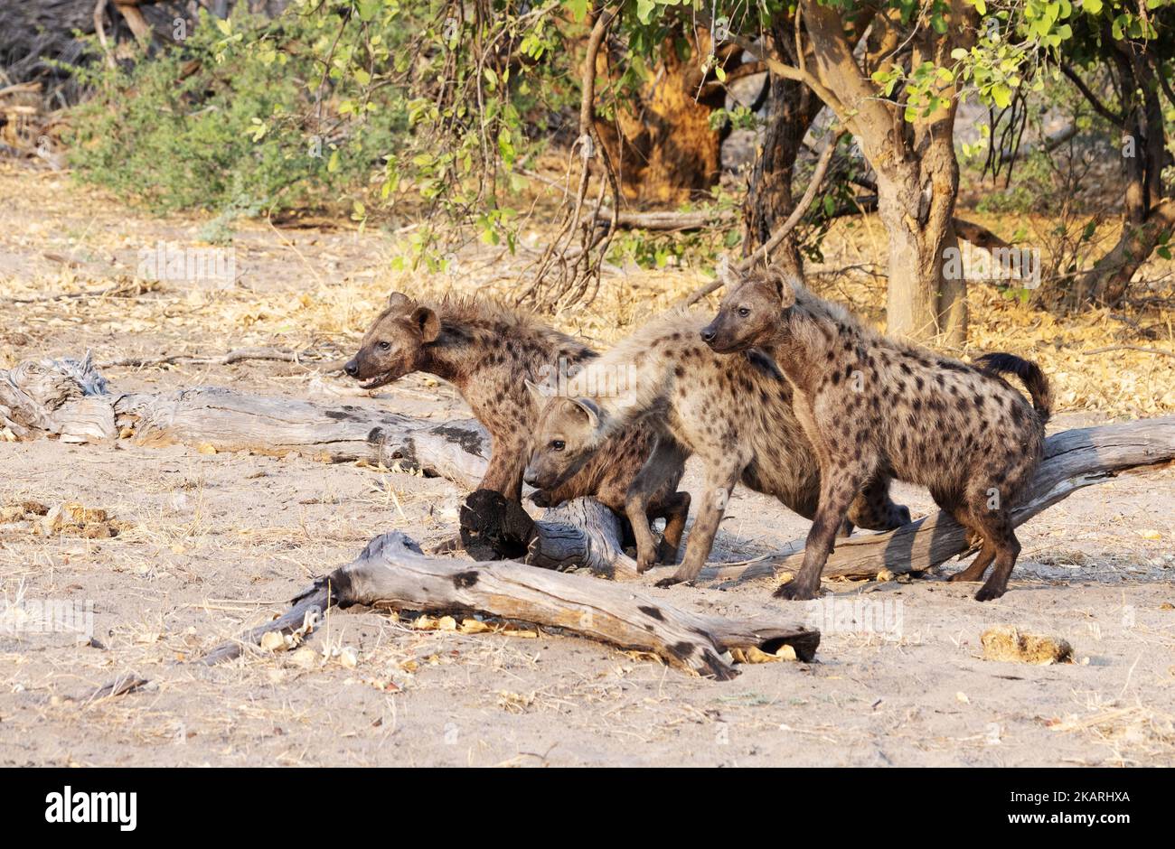 Gefleckte Hyänen, Crocuta crocuta; eine Gruppe von drei gefleckten Hyänen, die im Okavango-Delta, Botswana-Afrika, jagen Stockfoto