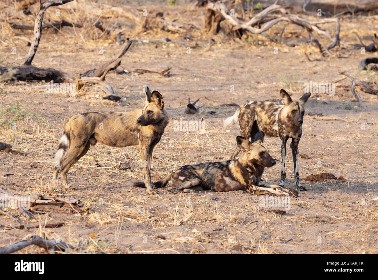 Kleinpackung mit drei afrikanischen Wildhunden, Lycaon Pictus, alias Painted Dog, Moremi Game Reserve, Botswana Africa. Afrikanische Wildtiere. Stockfoto