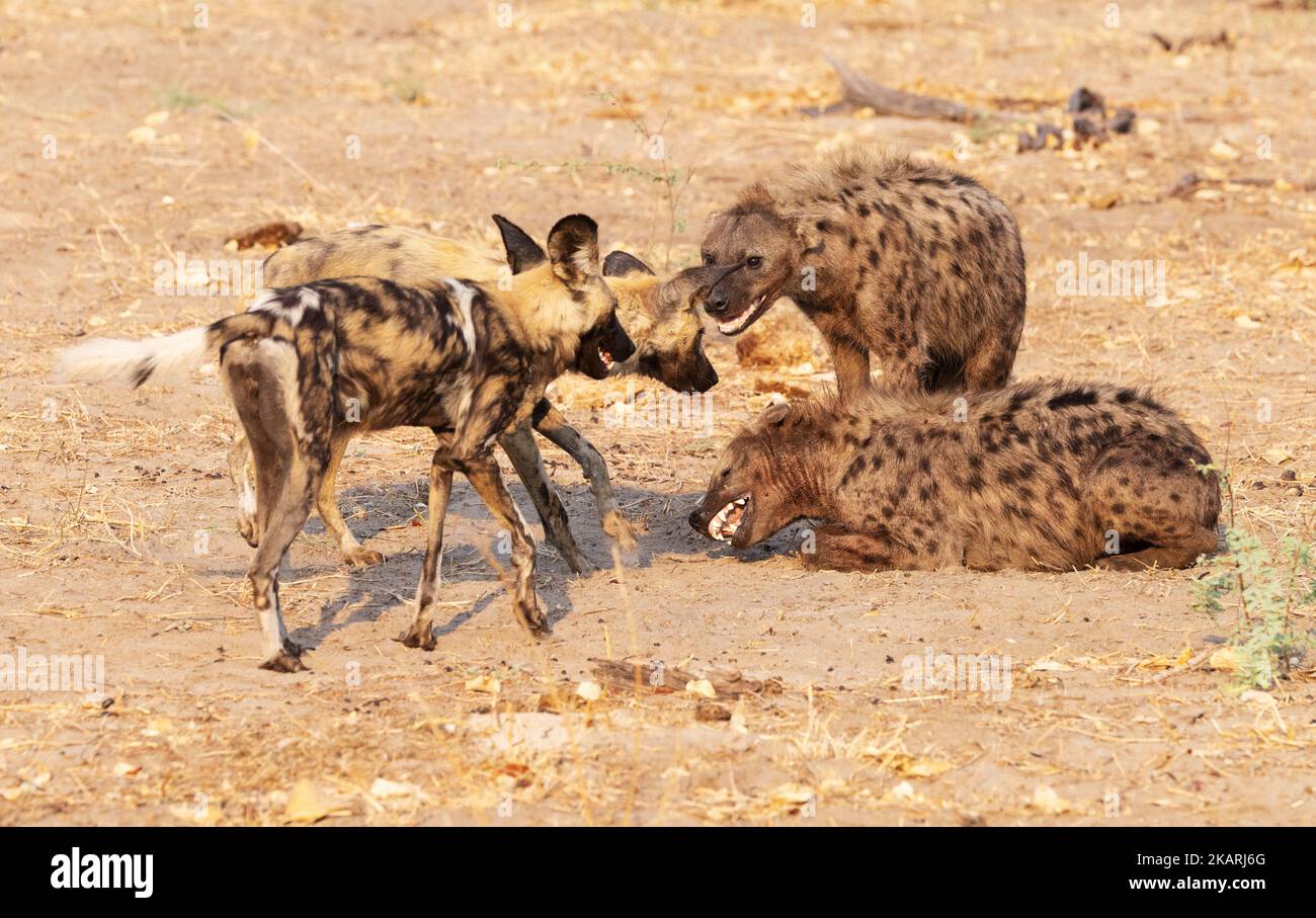Konfrontation zwischen zwei afrikanischen Wildhunden und zwei gefleckten Hyänen, Raubtiere im Okavango-Delta, Botswana-Afrika. Afrikanische Tiere. Stockfoto