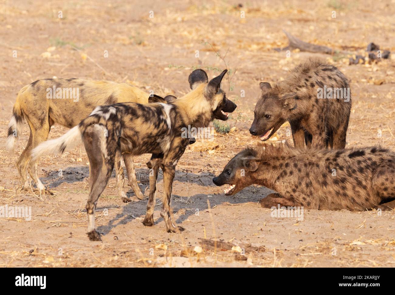 Zwei afrikanische Wildhunde und zwei gepunktete Hyänen, Moremi Game Reserve, Okavango Delta, Botswana Afrika. Afrikanische Wildtiere. Stockfoto
