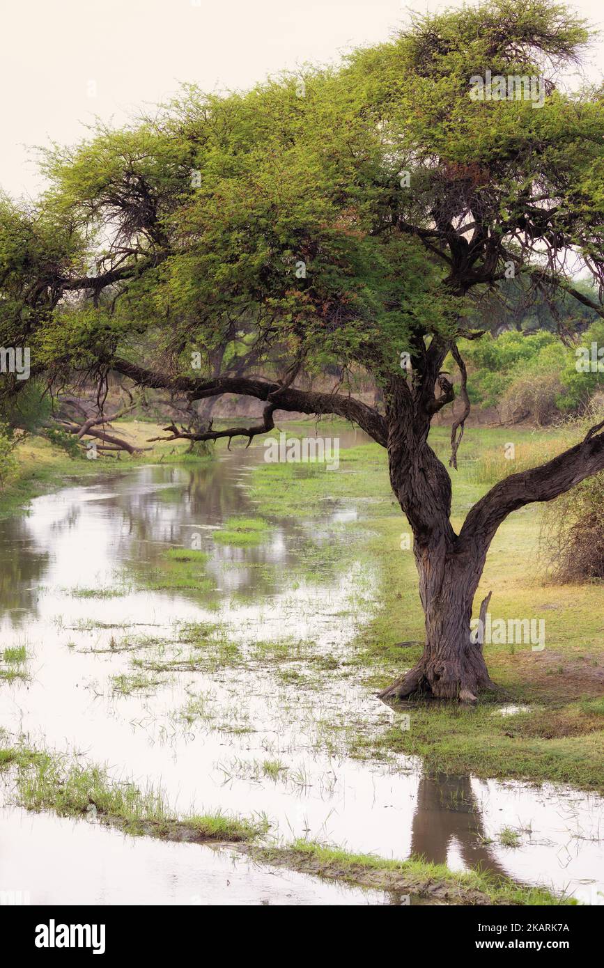 Afrikanische Landschaft - Bäume, die am frühen Morgen an den Kwai-Fluss angrenzen, Kwai-Konzession, Moremi Game Reserve, Okavango-Delta, Botswana-Landschaften in Afrika. Stockfoto
