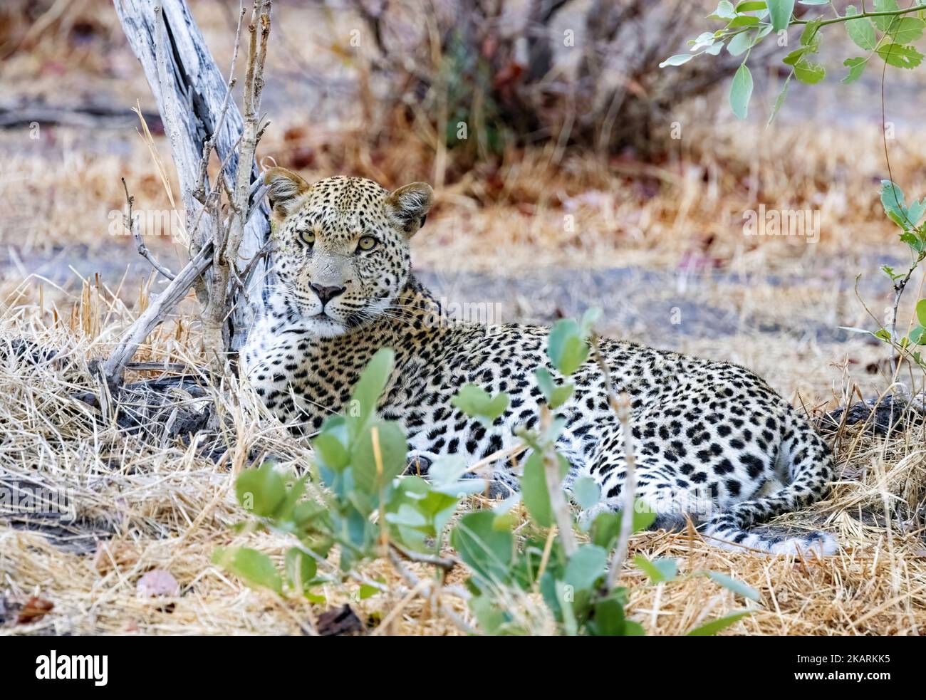 leoparden in Afrika; ein erwachsener männlicher Leopard, Panthera Pardus, liegt im Okavango-Delta, Botsuana Africa. Große Katze. Stockfoto