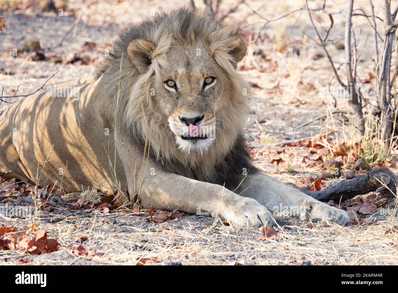 Erwachsene männliche Löwen lecken Lippen, Chobe-Nationalpark, Botswana Afrika Stockfoto
