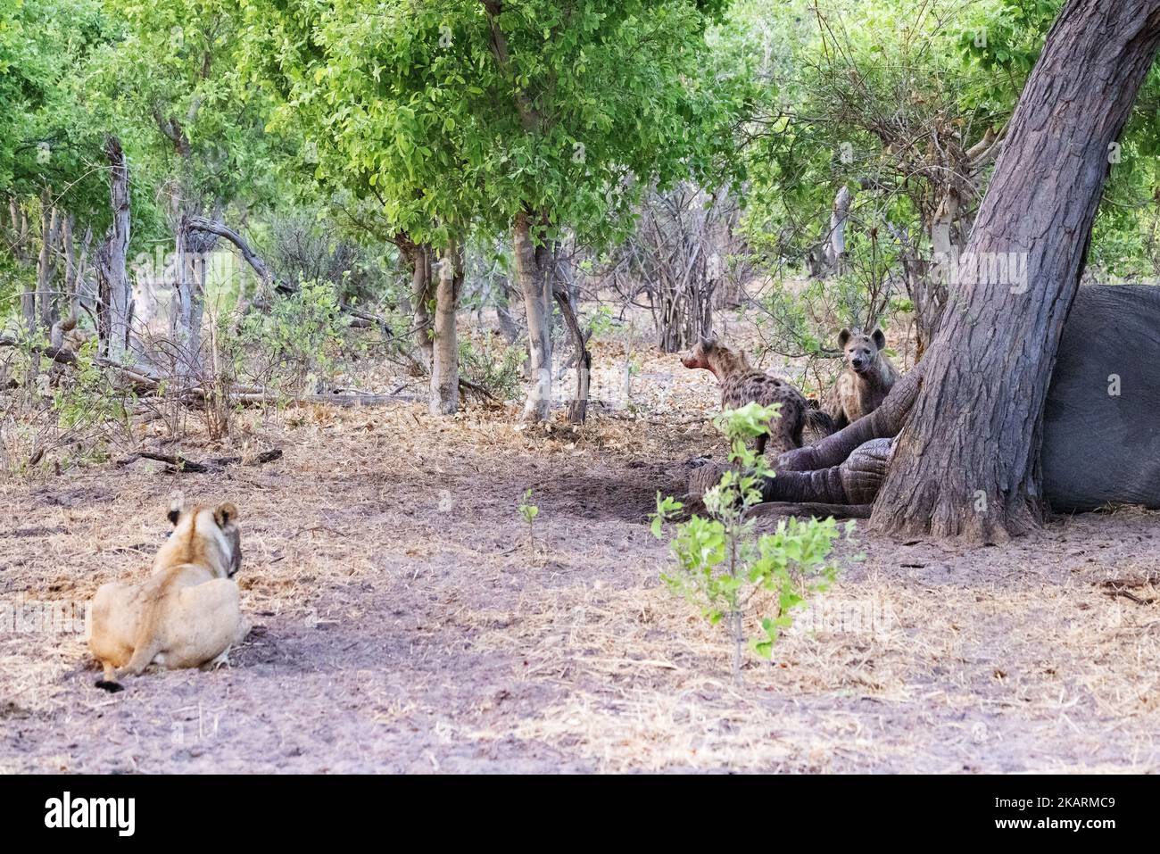 Ein Löwe, der gefleckte Hyänen beobachtet, die sich am Körper eines Elefanten nähren; Okavango Delta Botswana Africa. Afrikanische Tiere. Stockfoto