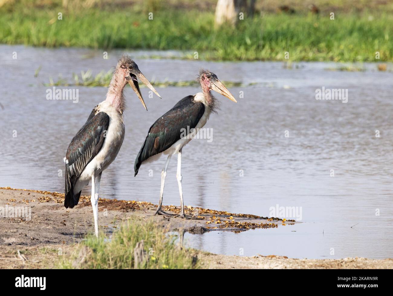 Marabou-Storch, Leptoptilos Crumenifer. Zwei Marabou-Storche stehen am Wasser, Okavango Delta, Botswana Afrika. Afrikanische Vögel. Stockfoto