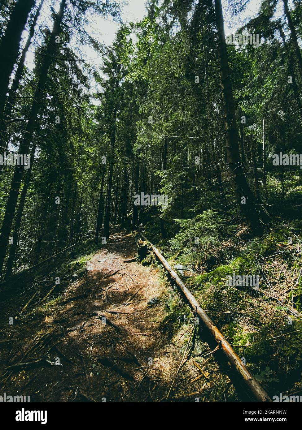 Wald schmutzige Straße Weg in Kiefernwald Bergwald im Sommer Stockfoto