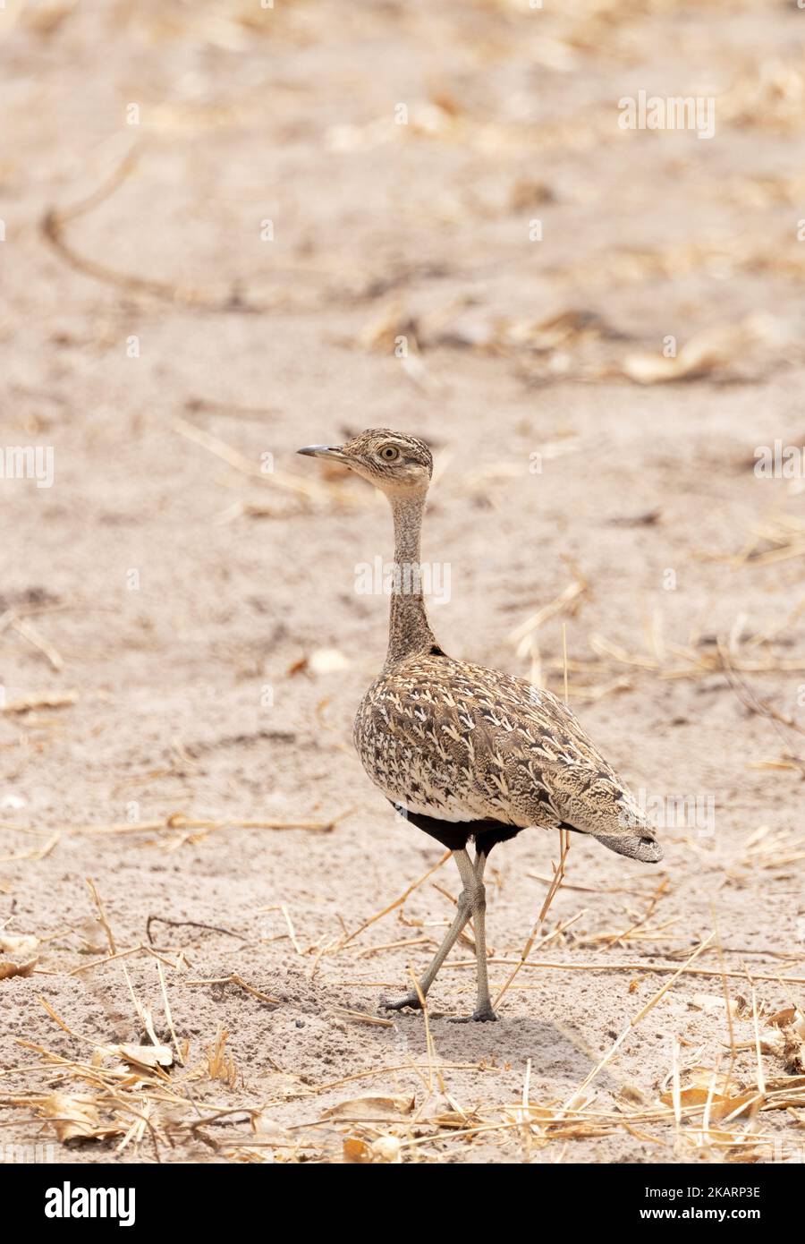 Red Crested Korhaan Botswana. Ein erwachsener weiblicher Vogel, Lophotis ruficrista, alias Red Crested Bustard on the ground, Chobe National Park, Botswana Africa Stockfoto