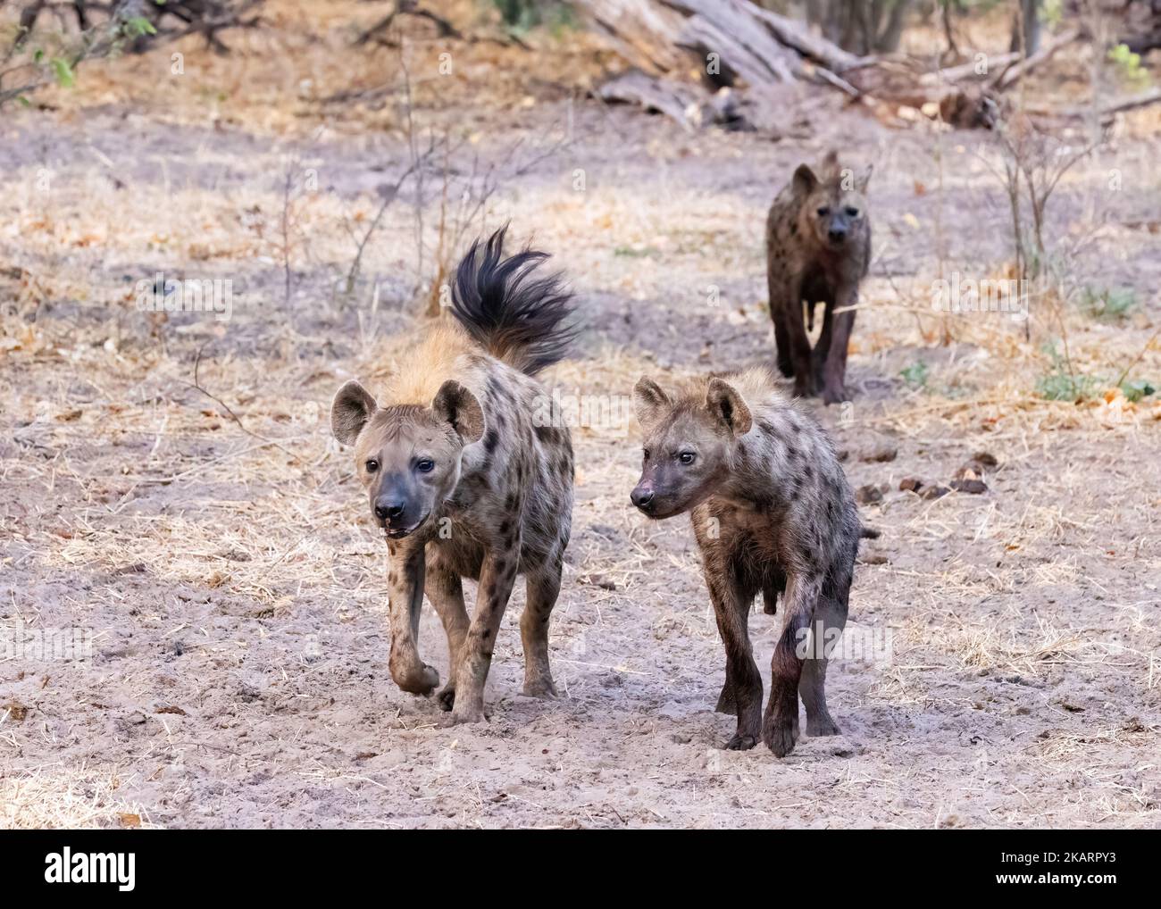 Gefleckte Hyänen, Crocuta crocuta; eine Gruppe von drei gefleckten Hyänen, die im Moremi Game Reserve, Botswana Africa, jagen Stockfoto