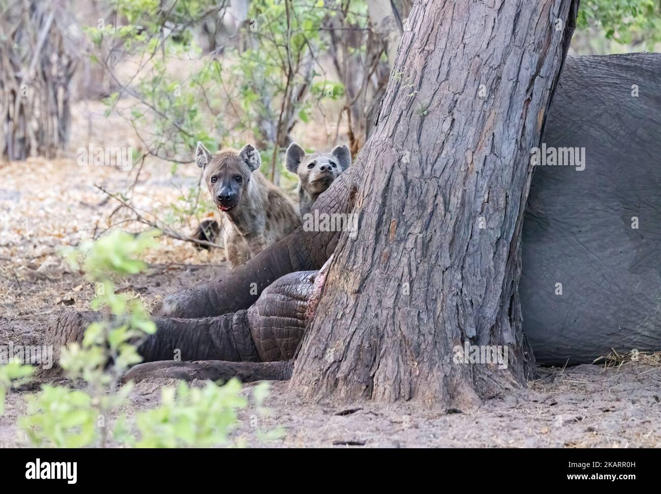 Gesichtet Hyena und Kadaver Kill. Zwei gesuchte Hyänen, Crocuta crocuta, mit einem toten Elefanten, Moremi Wildreservat, Okavango Delta, Botswana Afrika Stockfoto