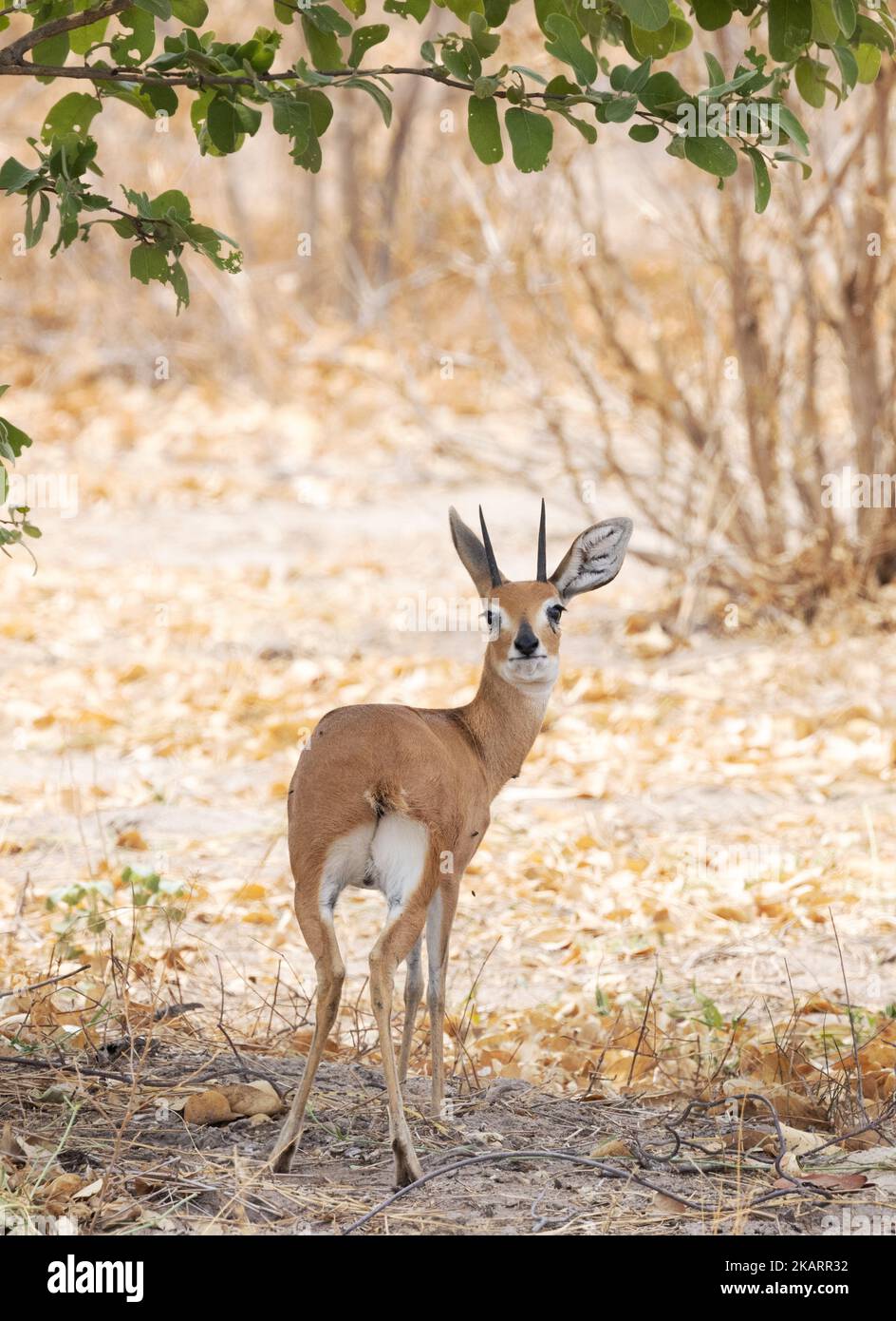 Ausgewachsener männlicher Steenbok, Raphicerus campestris, eine gewöhnliche kleine Antilope, Moremi Wildreservat, Okavango Delta, Botswana Africa - afrikanisches Tier Stockfoto