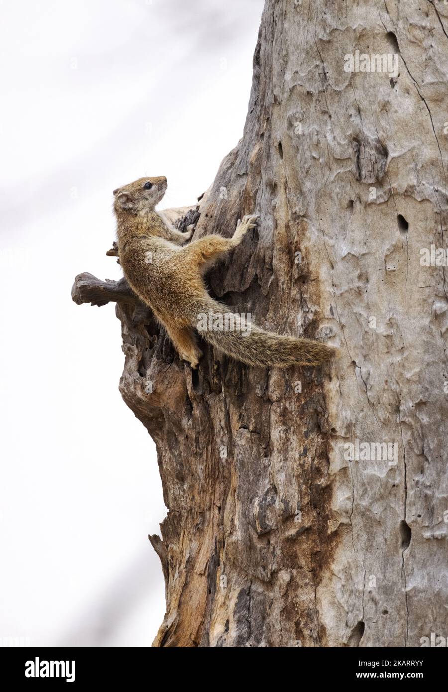 Smiths Bush Squirrel oder African Tree Squirrel, Paraxerus cepapi, Moremi Game Reserve, Okavango Delta, Botswana Africa. Stockfoto