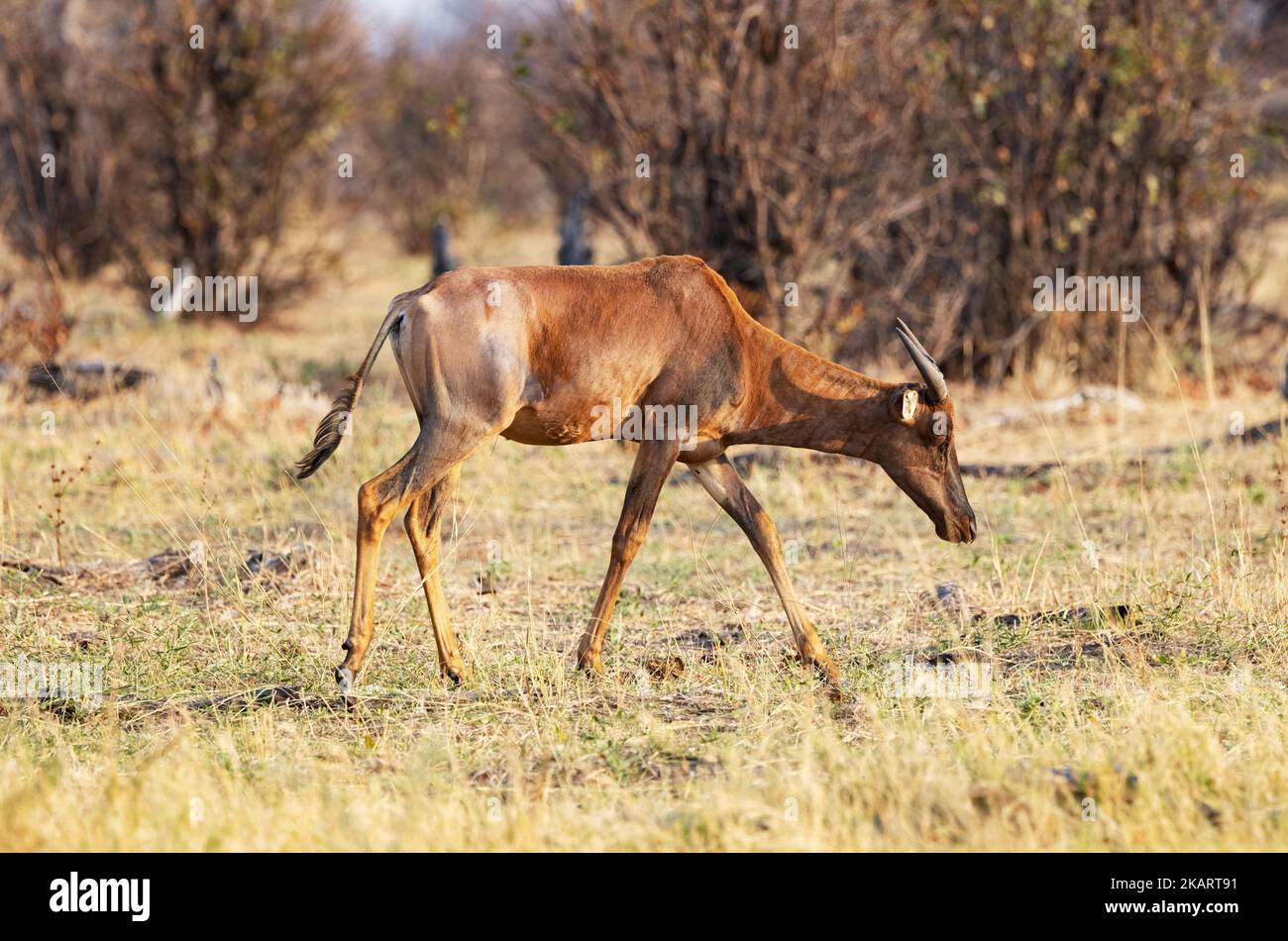 Ein erwachsener Sessebe oder gewöhnlicher Sessebe, Antilope, Damaliscus lunatus lunatus; Moremi-Wildreservat, Okavango Delta, Botswana Afrika. Afrikanische Antilope Stockfoto