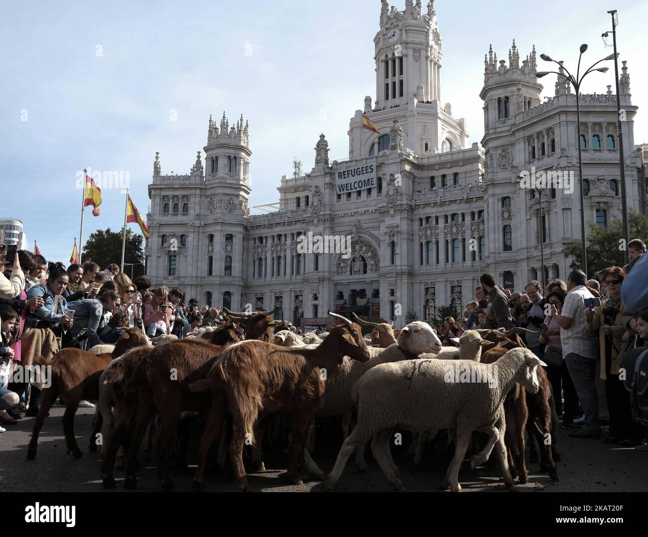 Hunderte von Schafen entlang einer Straße im Zentrum von Madrid, Spanien, 22. Oktober 2017. Während der Ausgabe 24. der Fiesta de la Transhumancia (Transhumance Festival). Die jährliche Veranstaltung sieht Hunderte von Schafen durch die spanische Hauptstadt geführt in einer Tradition der saisonalen Viehwanderung aus dem Mittelalter gehalten, um die Bedeutung der Hirten in der ländlichen Entwicklung und ihre Kultur in Spanien zu betonen. (Foto von Oscar Gonzalez/NurPhoto) Stockfoto