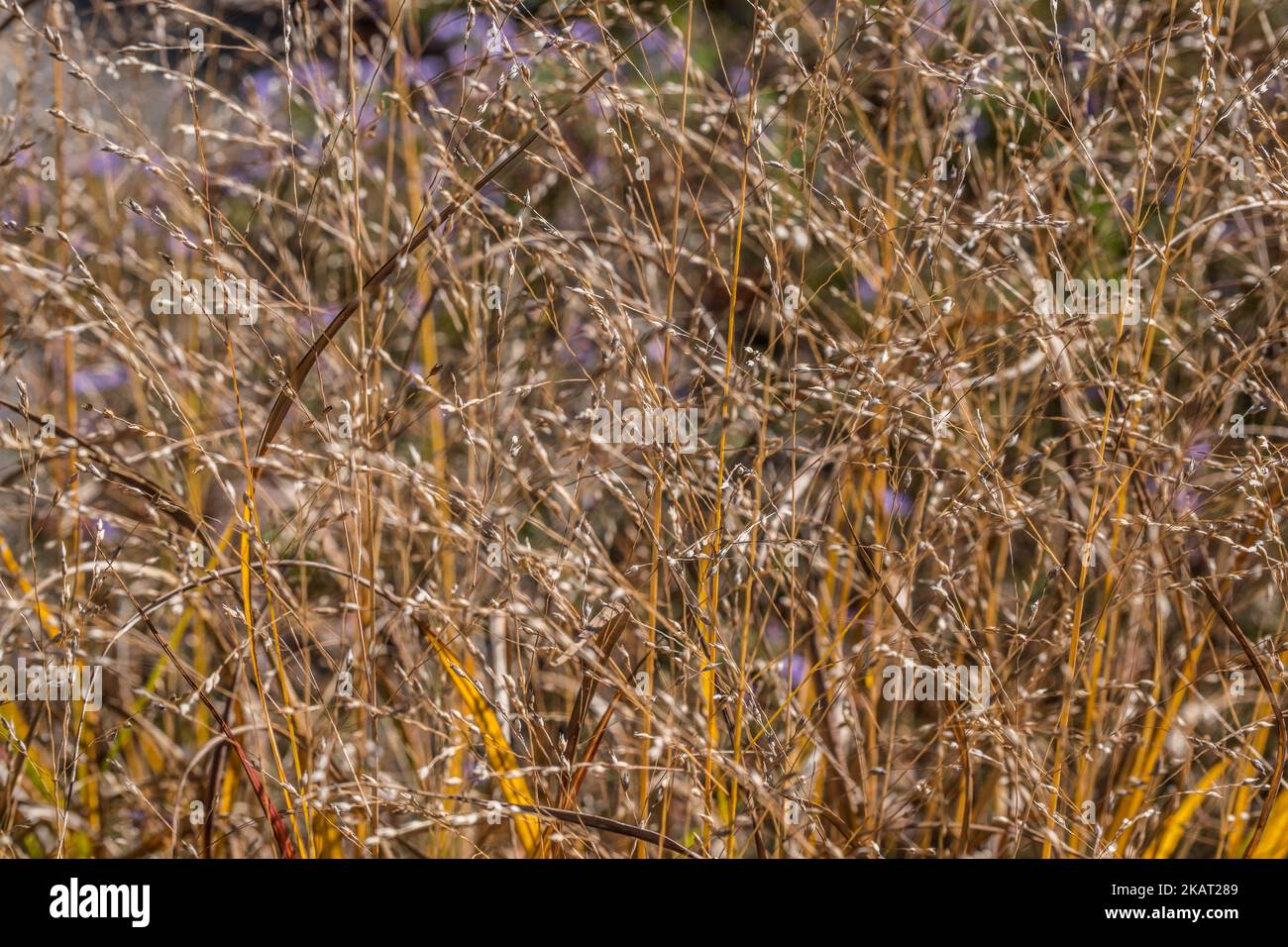In einem Feld von hohen getrockneten toten Gras Ende der Saison golden mit kleinen Samenköpfen Nahaufnahme für Hintergründe, Texturen und Tapeten Stockfoto