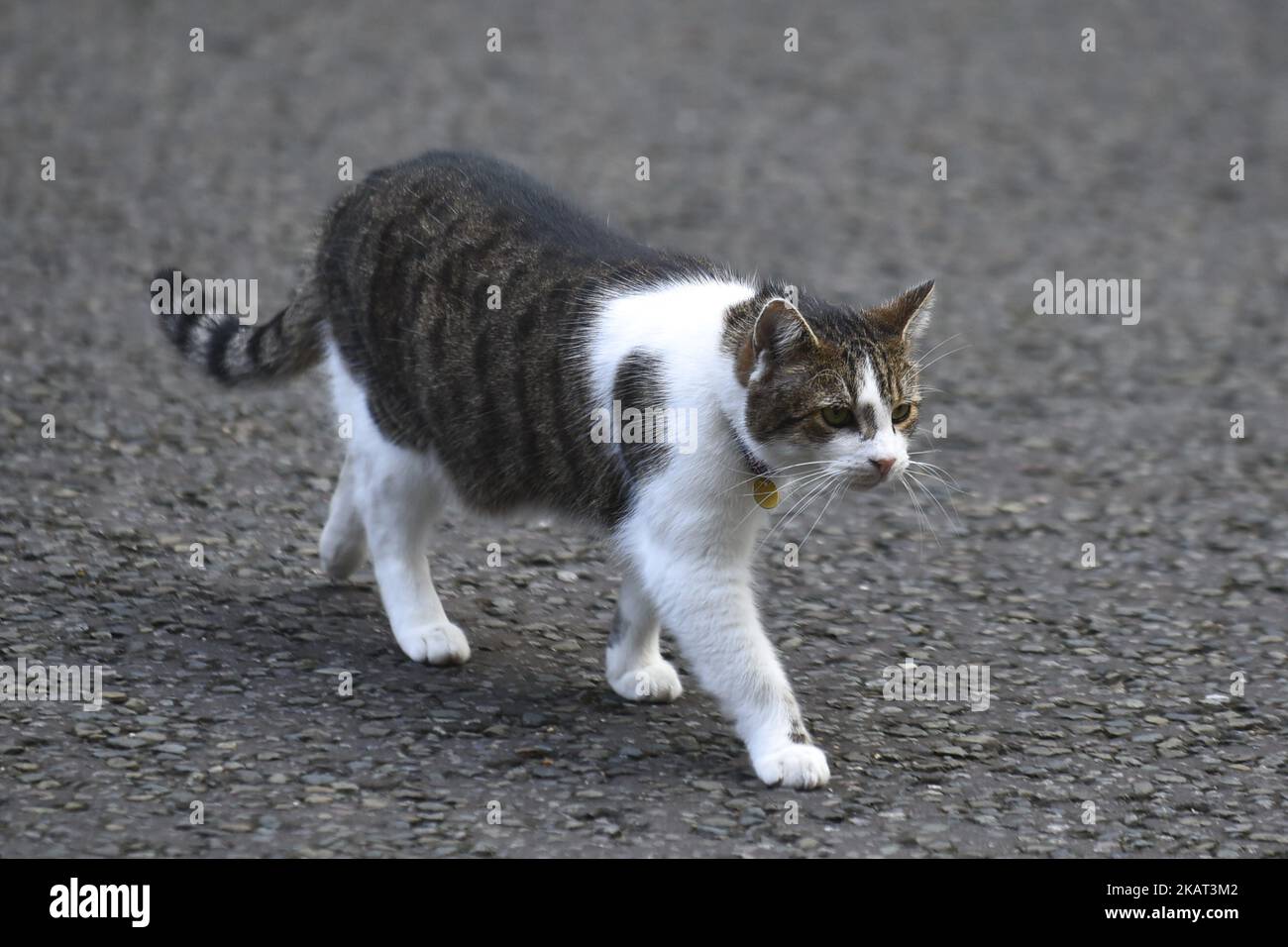 Larry, die Katze aus dem Jahr 10, ist am 25. Oktober 2017 außerhalb der Downing Street in london abgebildet. (Foto von Alberto Pezzali/NurPhoto) Stockfoto