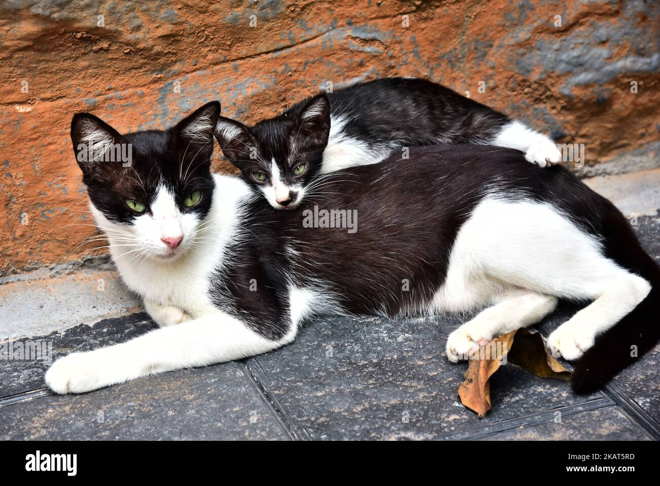 Schwarz-weiße Mutterkatze und Kätzchen Stockfoto