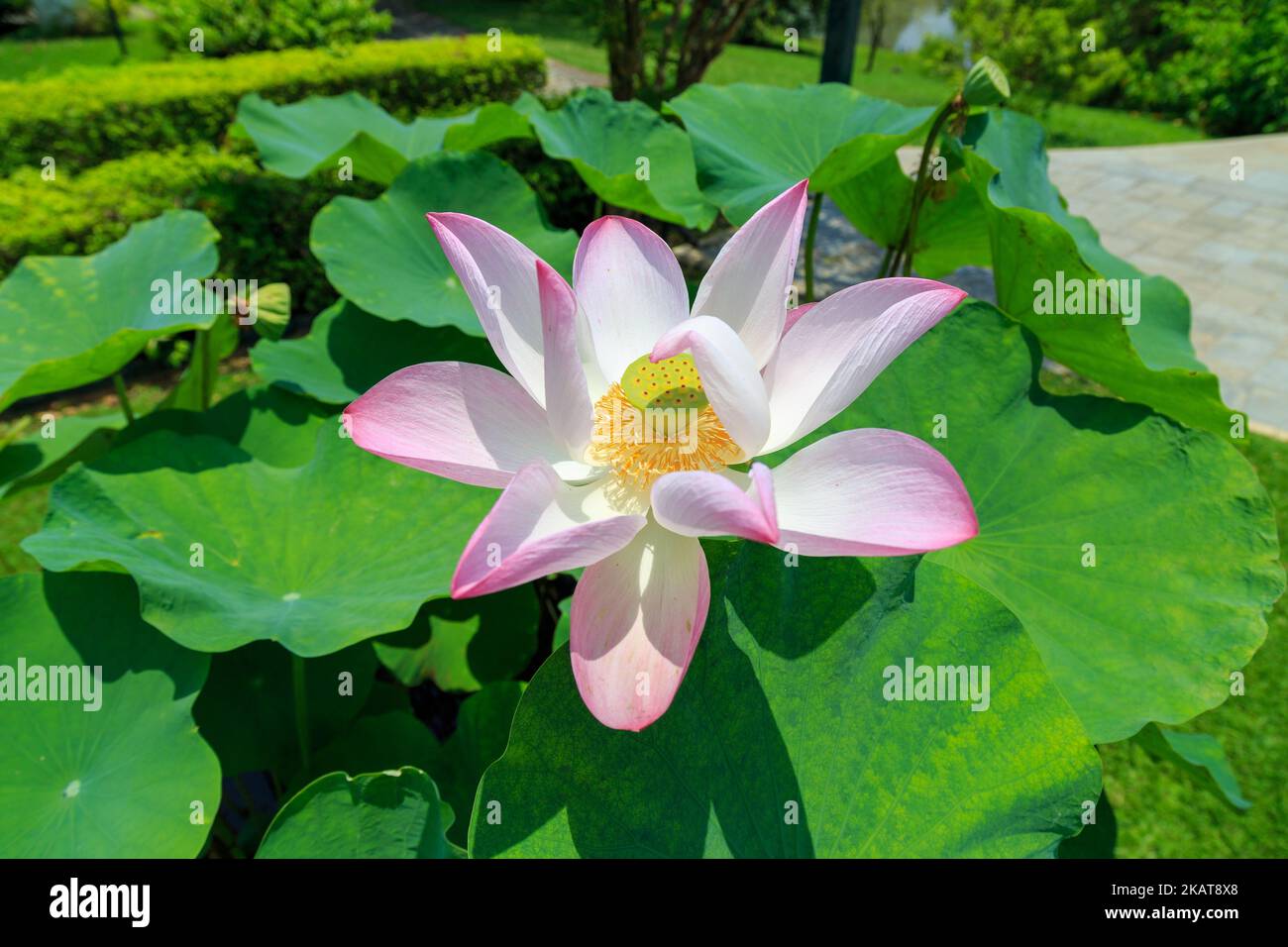 Eine Nahaufnahme der rosa heiligen Lotusblume mit saftig grünen Blättern im Park Stockfoto