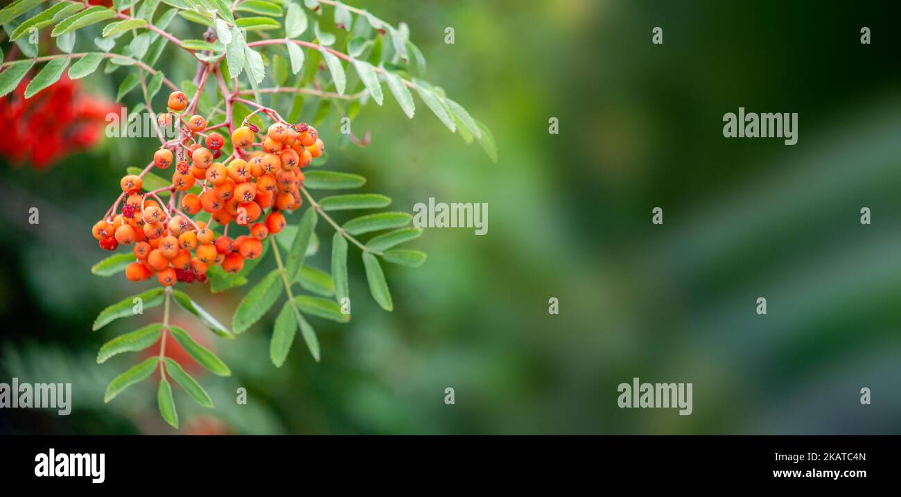 Rote reife Rowanbeeren im Spätsommer, geringe Feldtiefe, Bokeh-Hintergrund Stockfoto