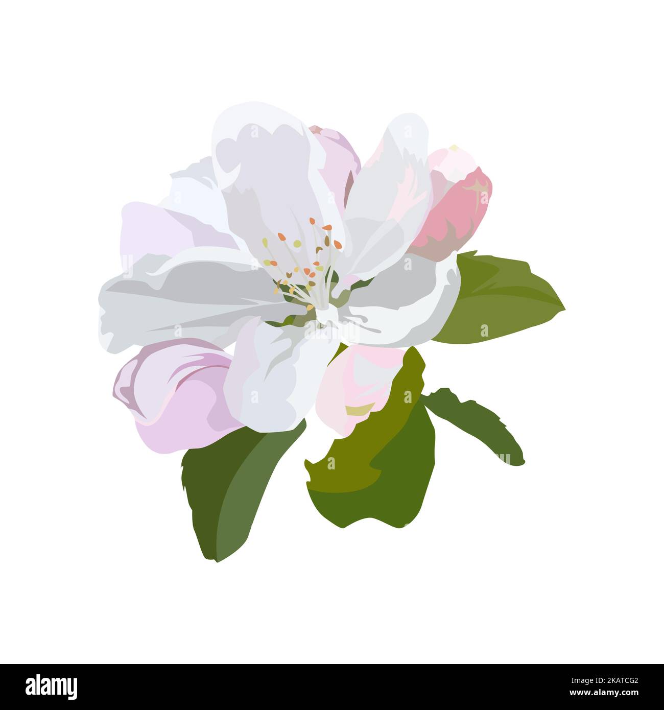 Apfelbaum Blüten, Vektor isoliert Illustration Stock Vektor