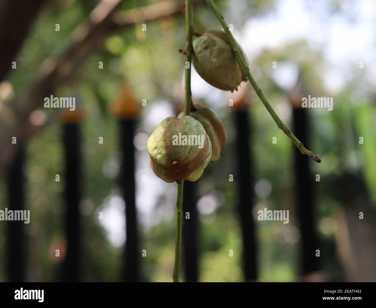 ambarella Fruit Spondias dulcis rote Ameisen vietnam Stockfoto