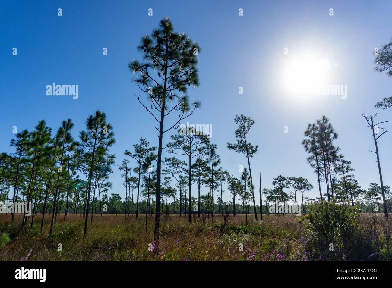 Sonne mit wolkenlosem Himmel in Pinienebene, Poinciana, Osceola County, Florida, USA Stockfoto