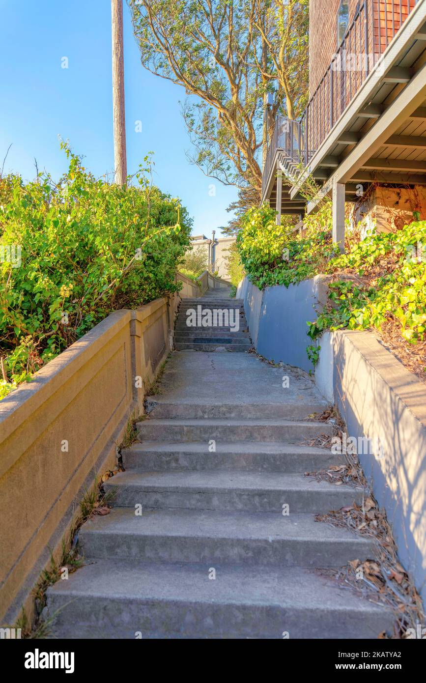 Treppe zwischen den Wänden mit Pflanzen in der Nähe des Wohngebäudes in San Francisco, CA. Auf der Seite der Betonstufen befinden sich trockene Blätter Stockfoto