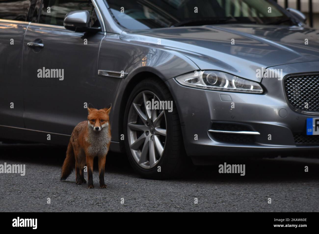 Ein Fuchs läuft am 16. Januar 2018 am Eingang zur Downing Street 10, London, vorbei. Theresa May wurde gezwungen, sich dem Unausweichlichen zu beugen und ihr Versprechen aufzugeben, den Abgeordneten eine Abstimmung darüber zu geben, ob sie die Fuchsjagd zurückholen sollten. (Foto von Alberto Pezzali/NurPhoto) Stockfoto