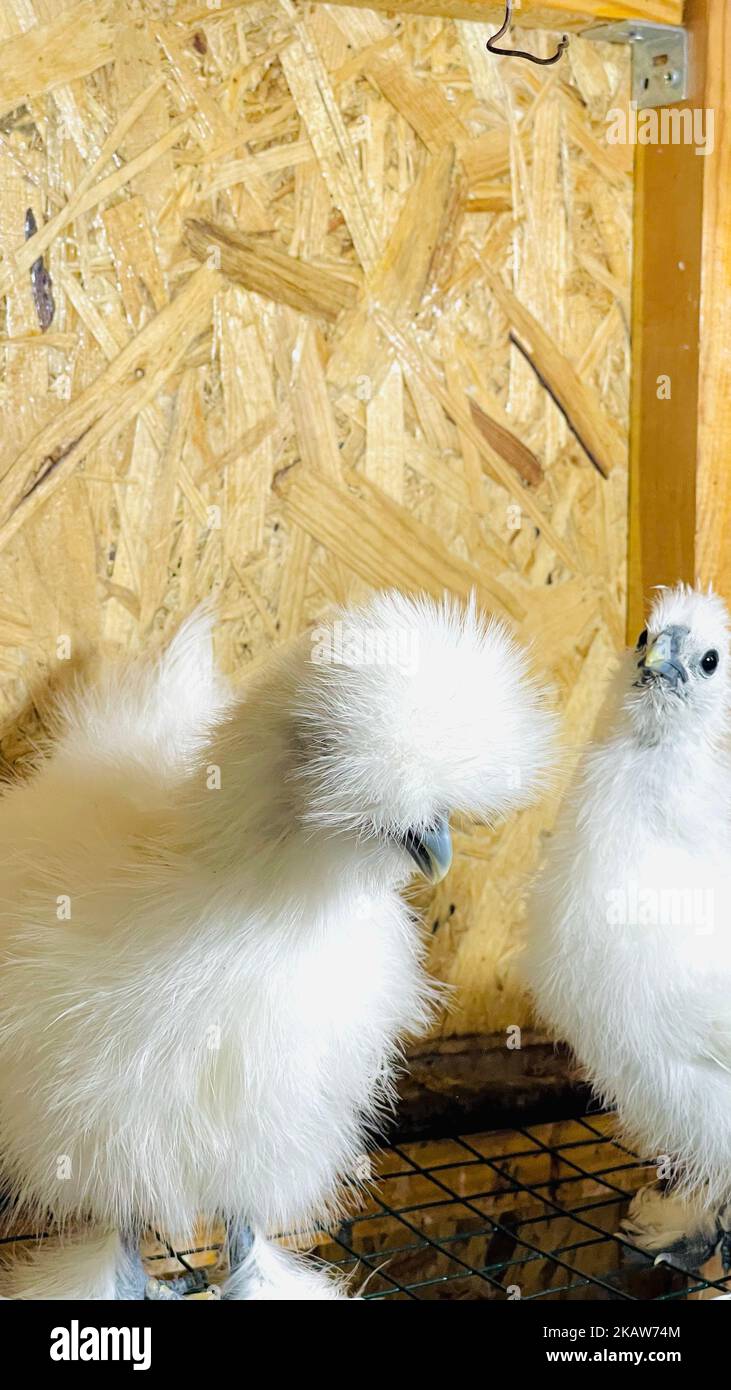 Eine vertikale Aufnahme von zwei chinesischen Seidenhuhnbrüten gegen die Holzwand Stockfoto