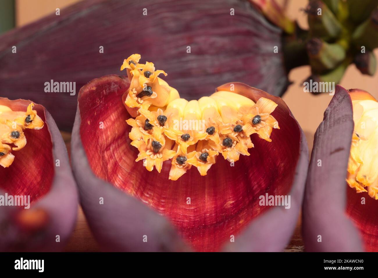 Bananenblüten, bekannt als Bananenherzen auf Holztisch Stockfoto