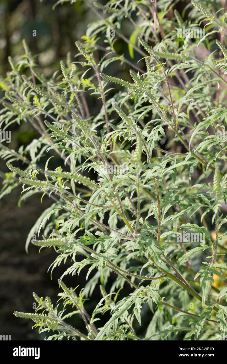 Ambrosie, Ambrosia, Beifußblättrisches Traubenkraut, Beifuß-Traubenkraut, Beifuß-Ambrosie, Traubenkraut, Aufrechtes Traubenkraut, Wilder Hanf, Ambrosia Stockfoto