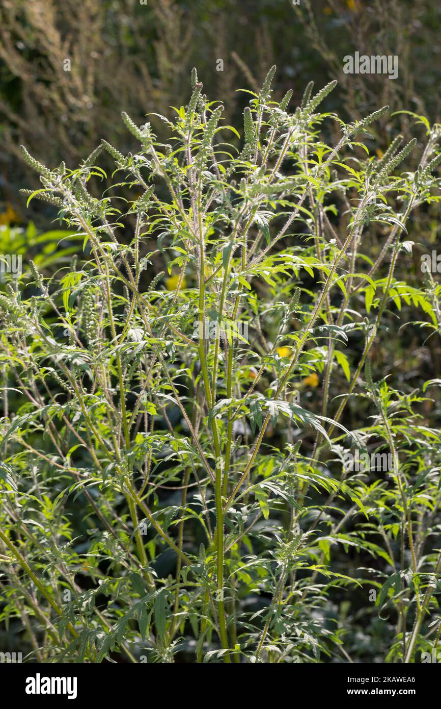 Ambrosie, Ambrosia, Beifußblättrisches Traubenkraut, Beifuß-Traubenkraut, Beifuß-Ambrosie, Traubenkraut, Aufrechtes Traubenkraut, Wilder Hanf, Ambrosia Stockfoto
