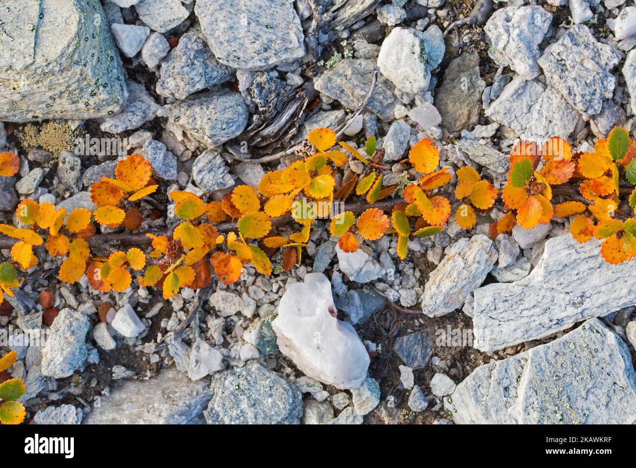 Zwergbirke (Betula nana) Laubstrauch mit Herbstfarben, wächst auf felsigem Boden in der arktischen Tundra, Schweden, Skandinavien Stockfoto
