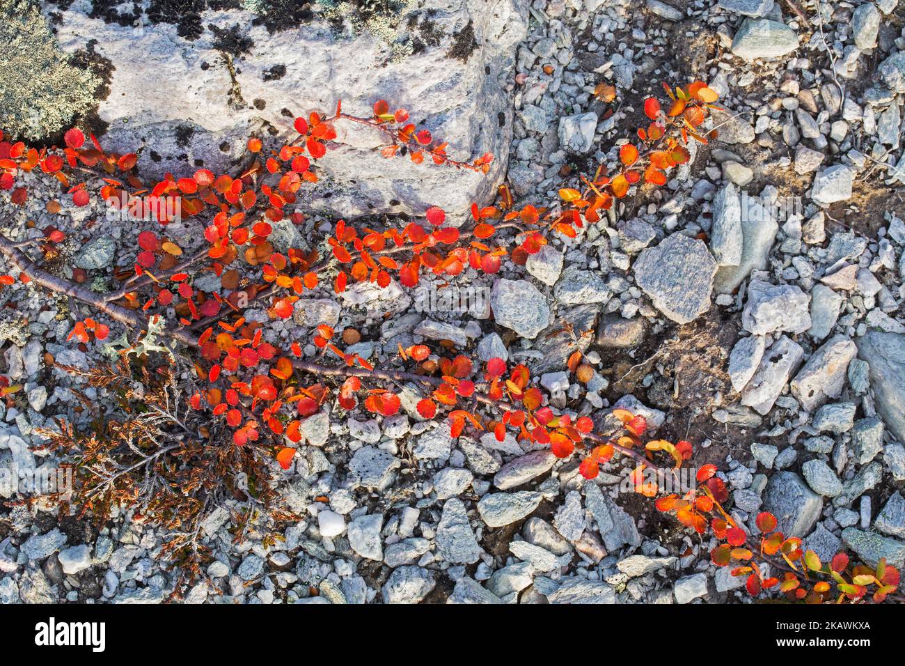 Zwergbirke (Betula nana) Laubstrauch mit Herbstfarben, wächst auf felsigem Boden in der arktischen Tundra, Schweden, Skandinavien Stockfoto