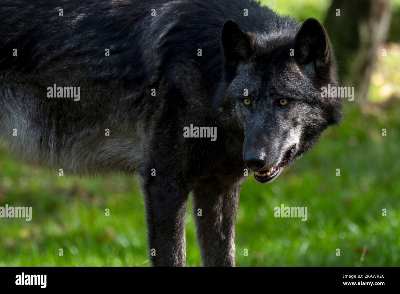 Schwarzer Nordwestwolf / Mackenzie Valley Wolf / Alaskischer Holzwolf / Kanadischer Holzwolf (Canis lupus occidentalis), größte Unterart des Grauwolf Stockfoto