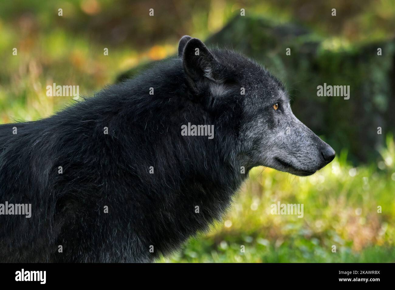 Schwarzer Nordwestwolf / Mackenzie Valley Wolf / Alaskischer Holzwolf / Kanadischer Holzwolf (Canis lupus occidentalis), größte Unterart des Grauwolf Stockfoto