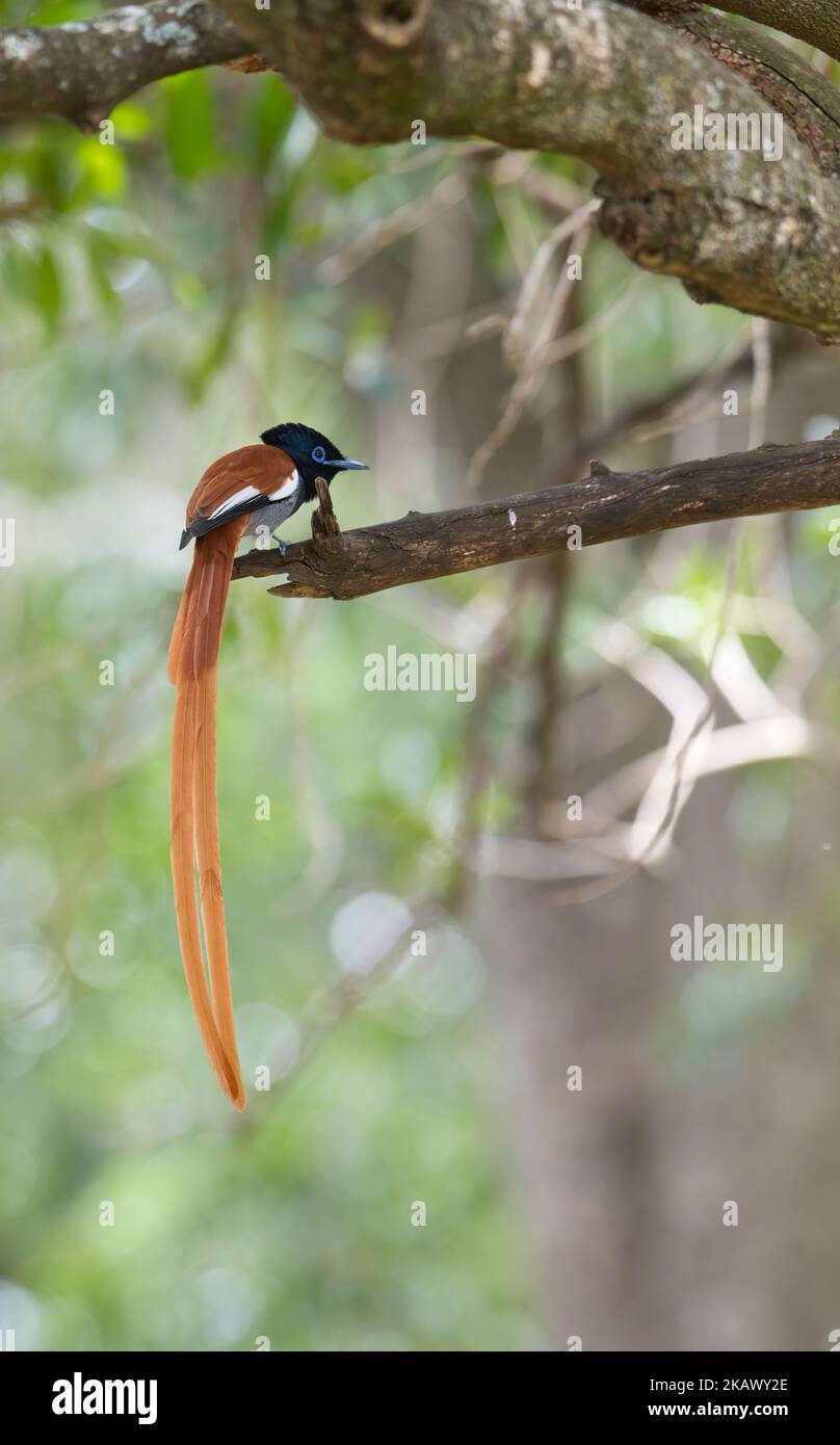 Afrikanischer Paradiesschnäpper (Terpsiphone viridis), wilder Morph. Es gibt auch einen weißen Morph Stockfoto